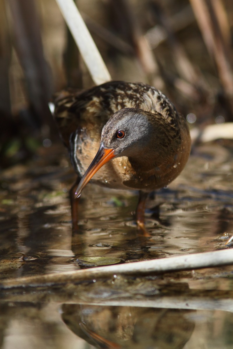 Virginia Rail - ML238306231