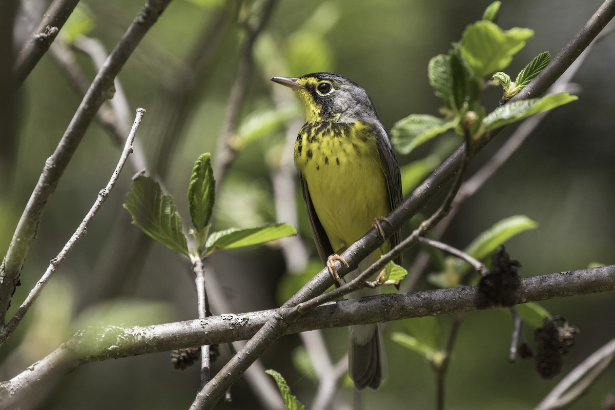 Canada Warbler - ML238306461