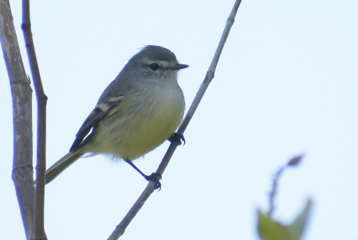 White-crested Tyrannulet (Sulphur-bellied) - ML238306471