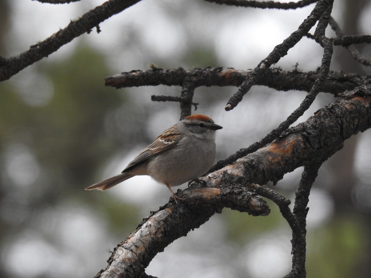Chipping Sparrow - ML238308321