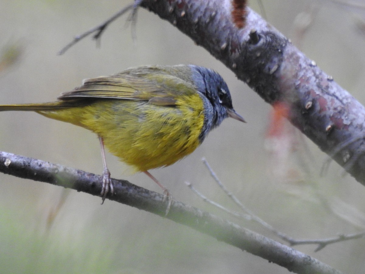 MacGillivray's Warbler - ML238308641