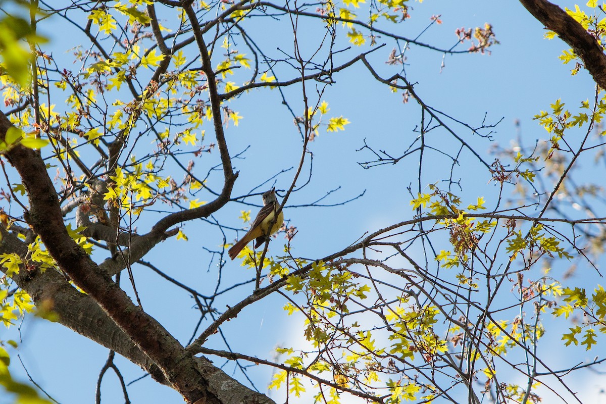 Great Crested Flycatcher - ML238309781