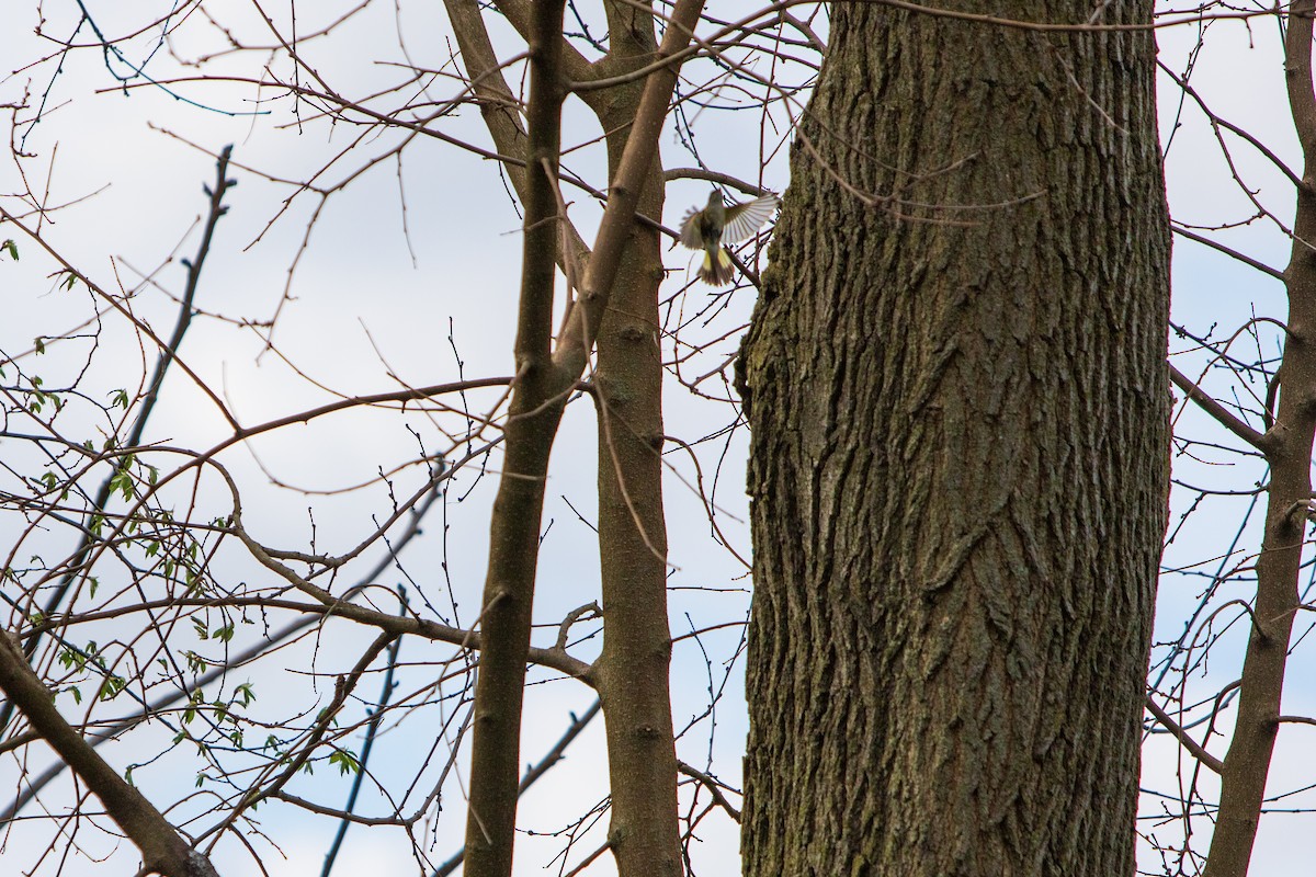 American Redstart - ML238310041