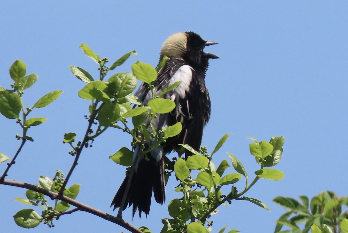 bobolink americký - ML238310501