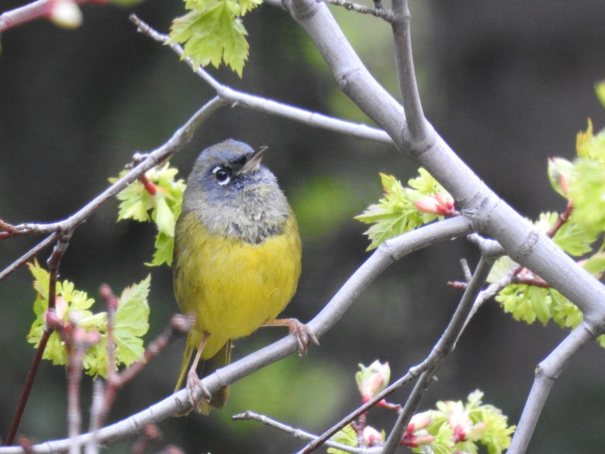 MacGillivray's Warbler - ML238311101