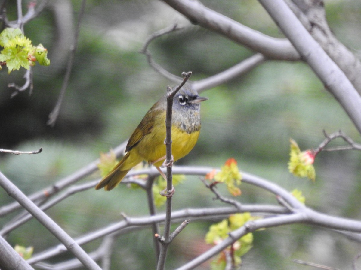 MacGillivray's Warbler - ML238311171