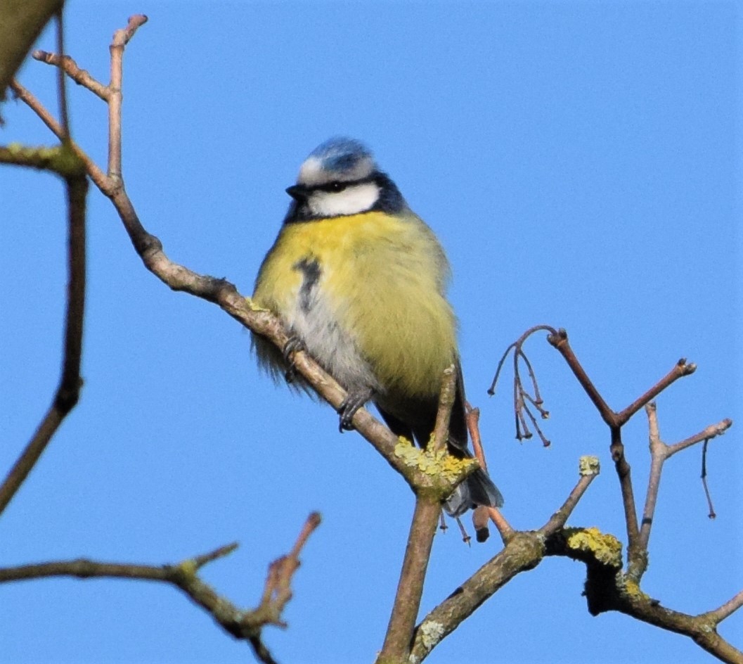 Eurasian Blue Tit - ML238311441