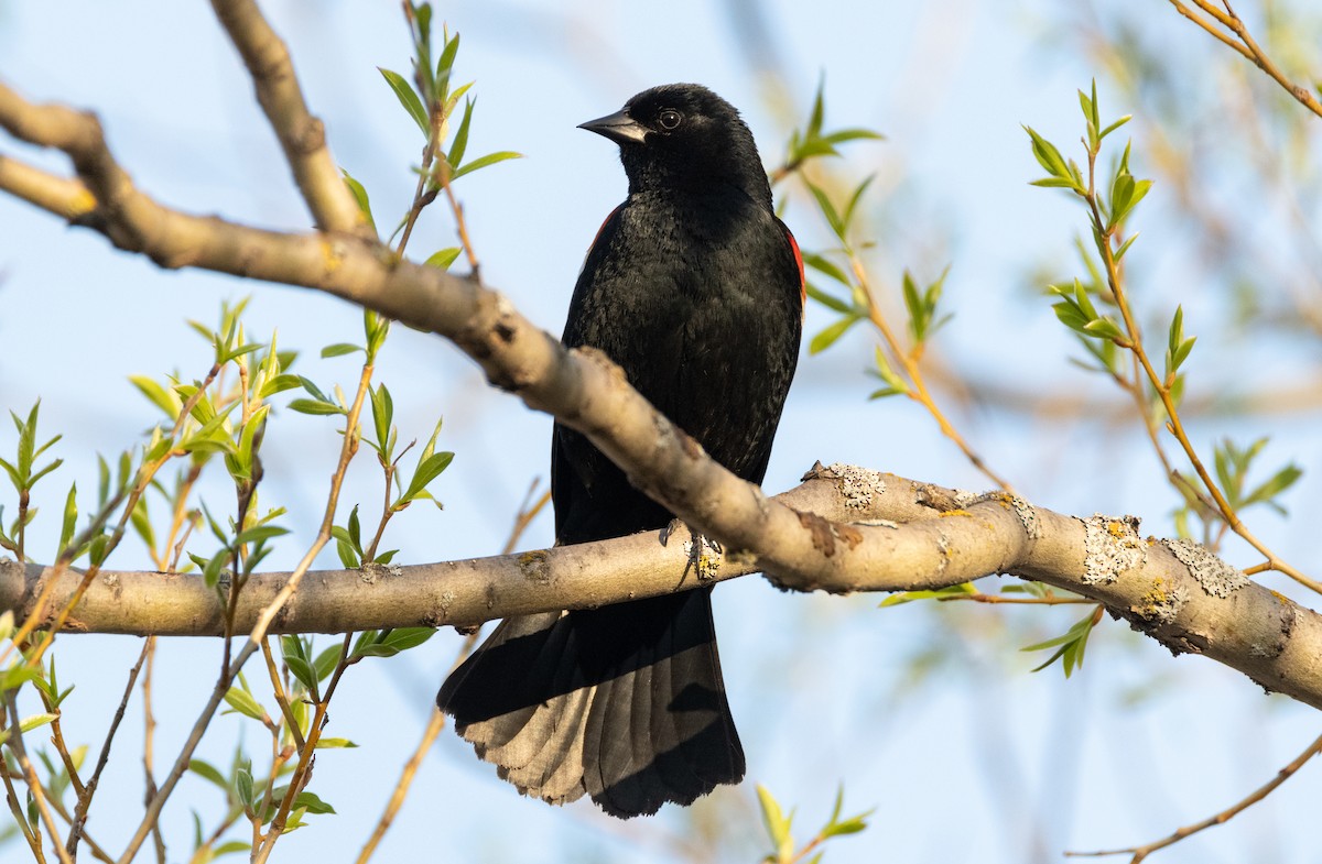 Red-winged Blackbird - ML238312071