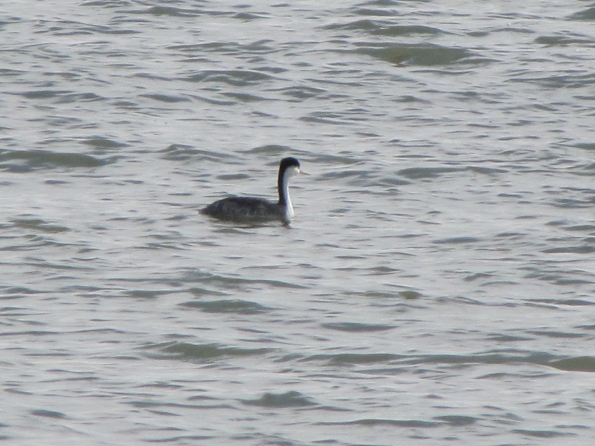 Western Grebe - ML23831211