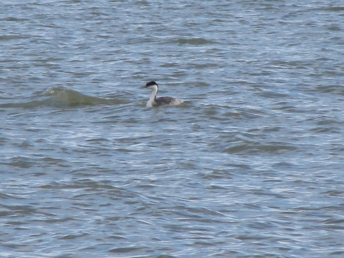 Western Grebe - ML23831221