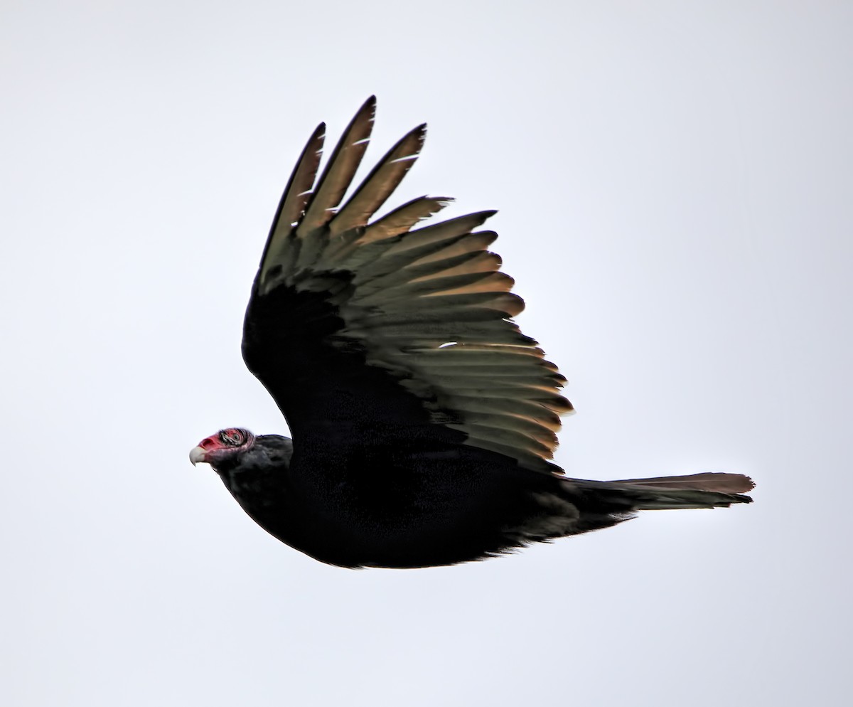 Turkey Vulture - ML238312441