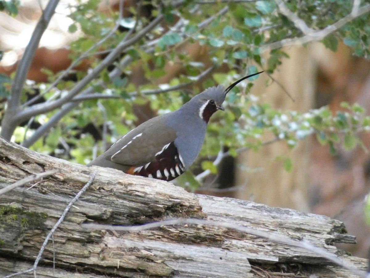 Mountain Quail - ML238312931