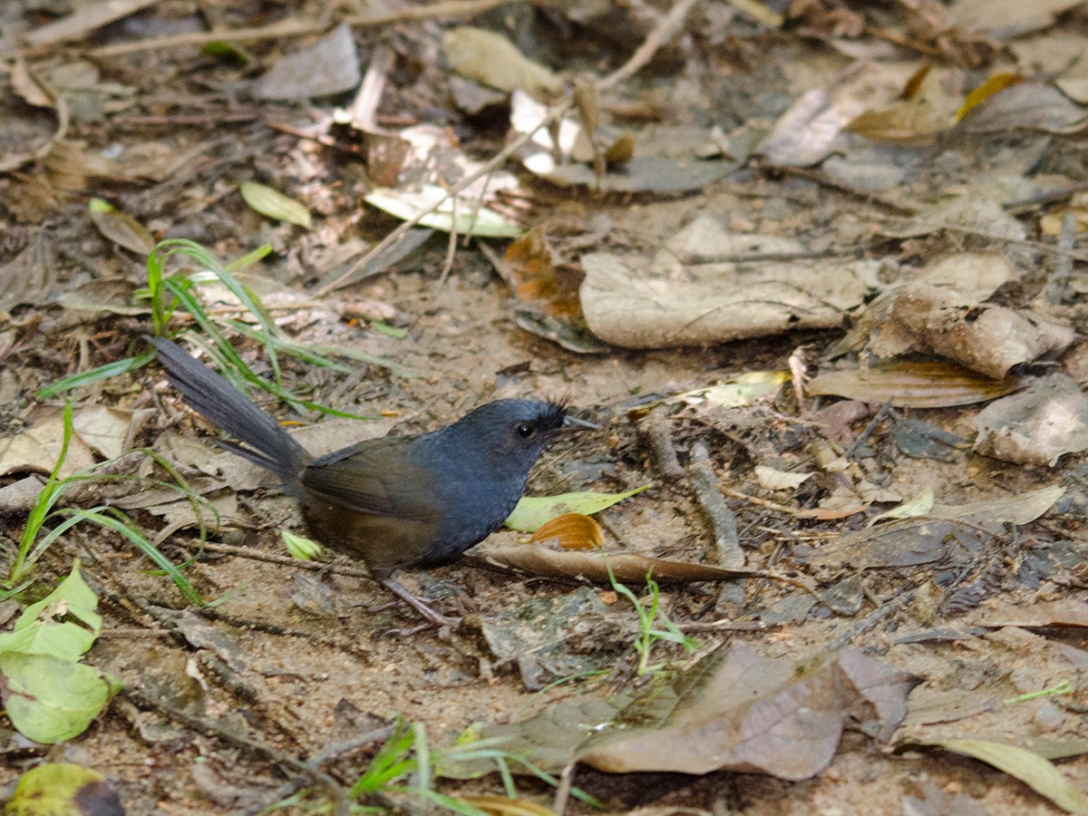 Slaty Bristlefront - Hideko Helena Okita