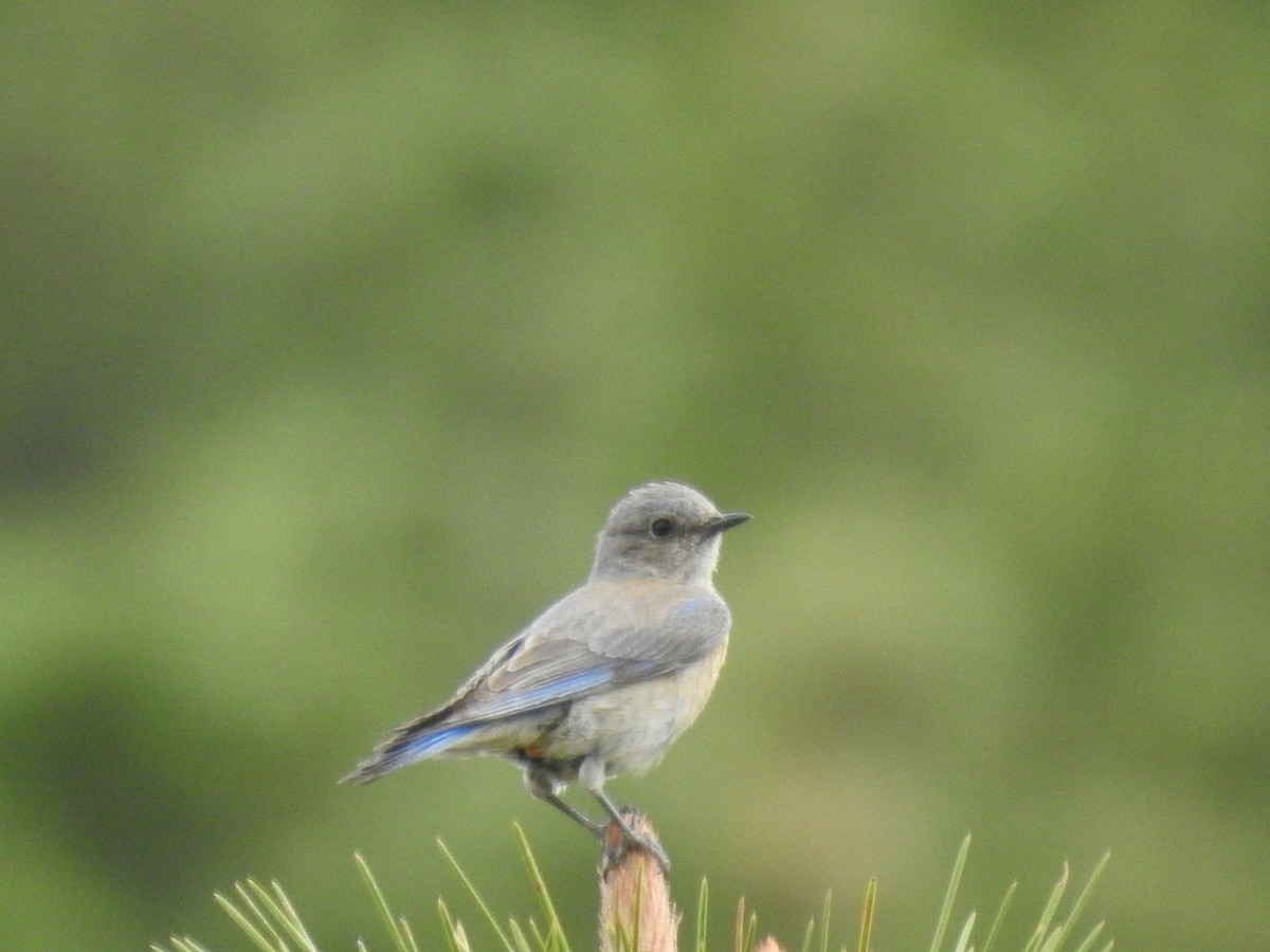 Western Bluebird - ML238313331