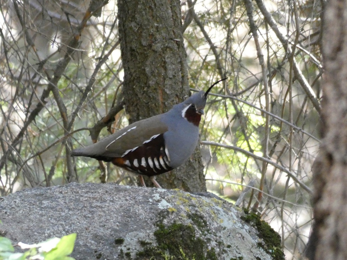 Mountain Quail - ML238313421