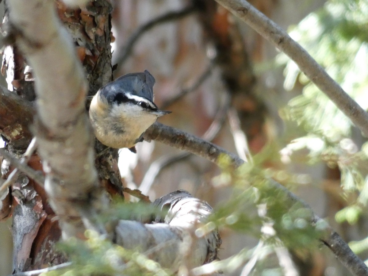 Red-breasted Nuthatch - ML238313871