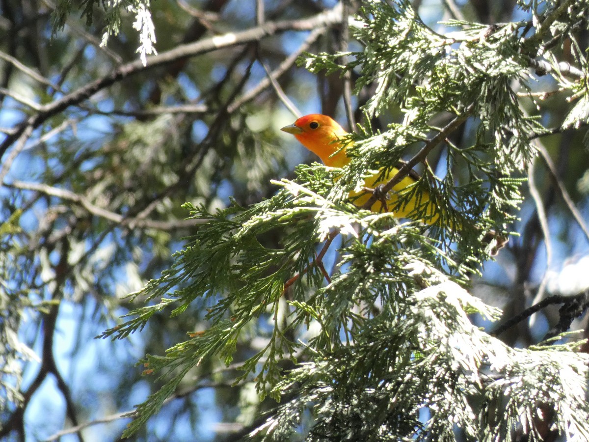 Western Tanager - ML238314461