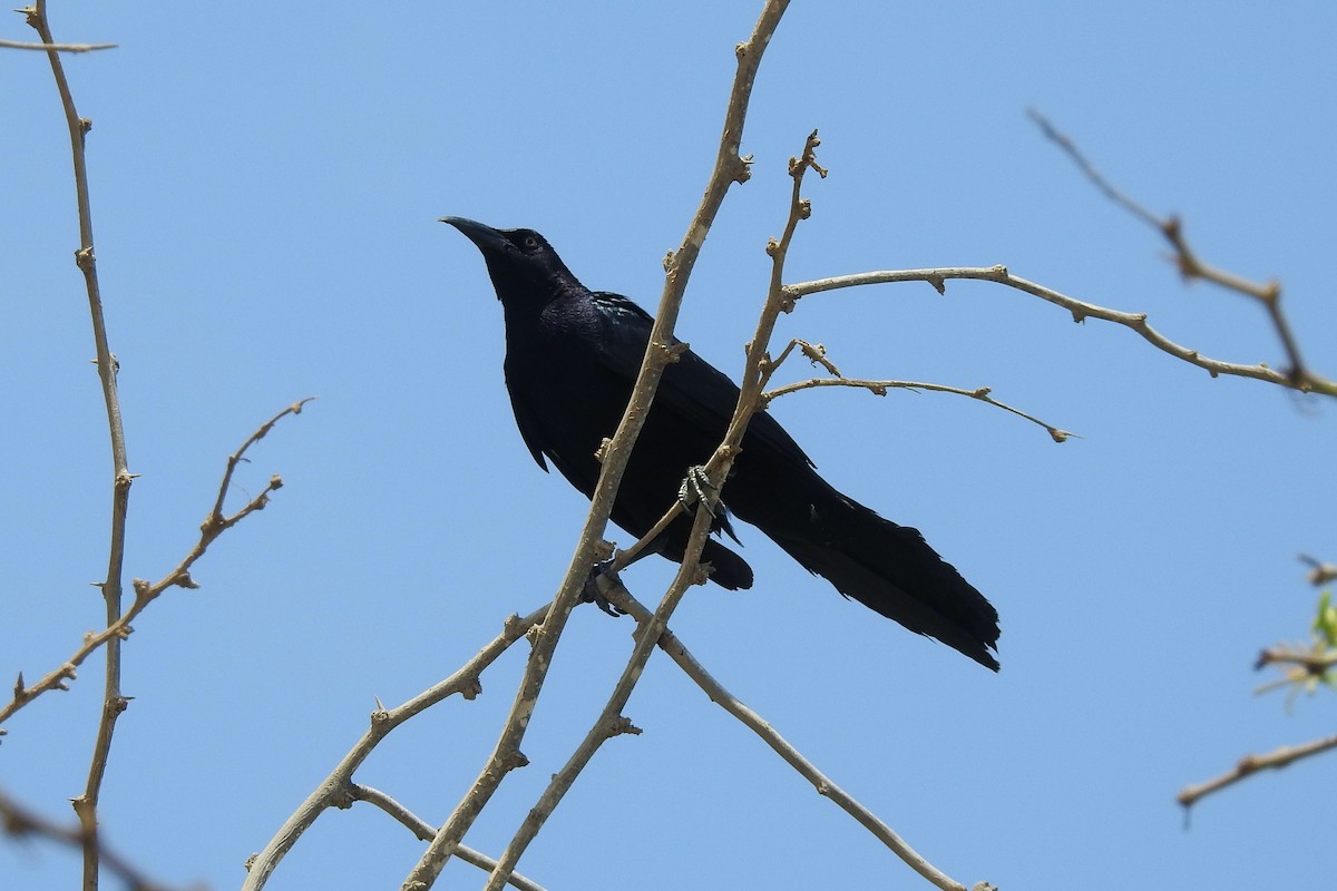 Great-tailed Grackle - ML238316871