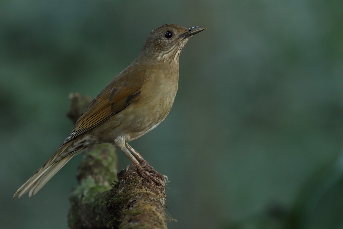 Pale-breasted Thrush - ML238317371