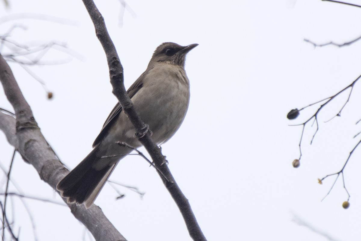 Creamy-bellied Thrush - ML238318001