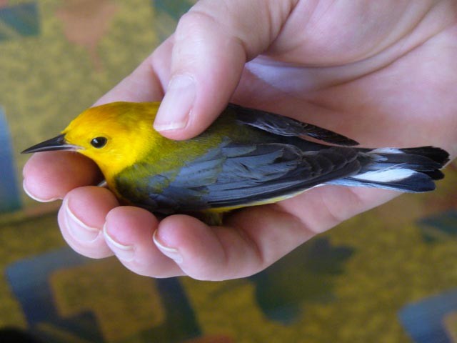 Prothonotary Warbler - ML238318051