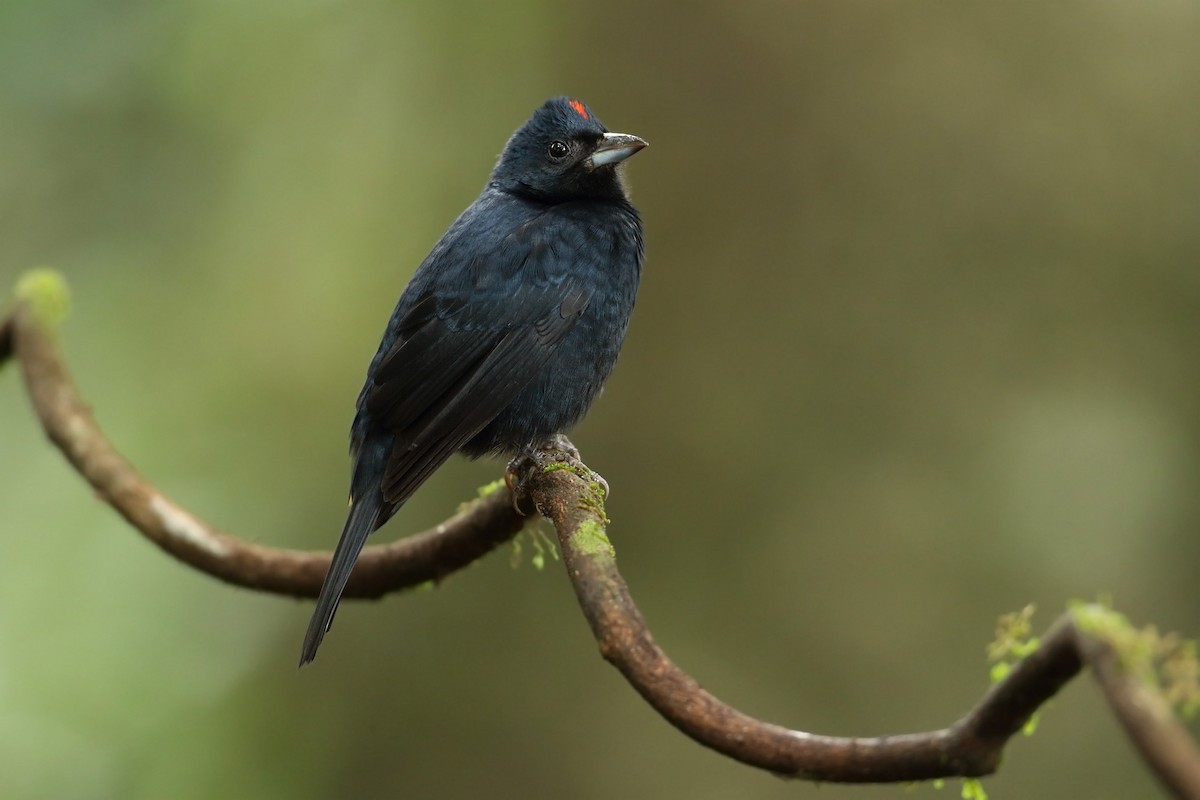 Ruby-crowned Tanager - Martjan Lammertink