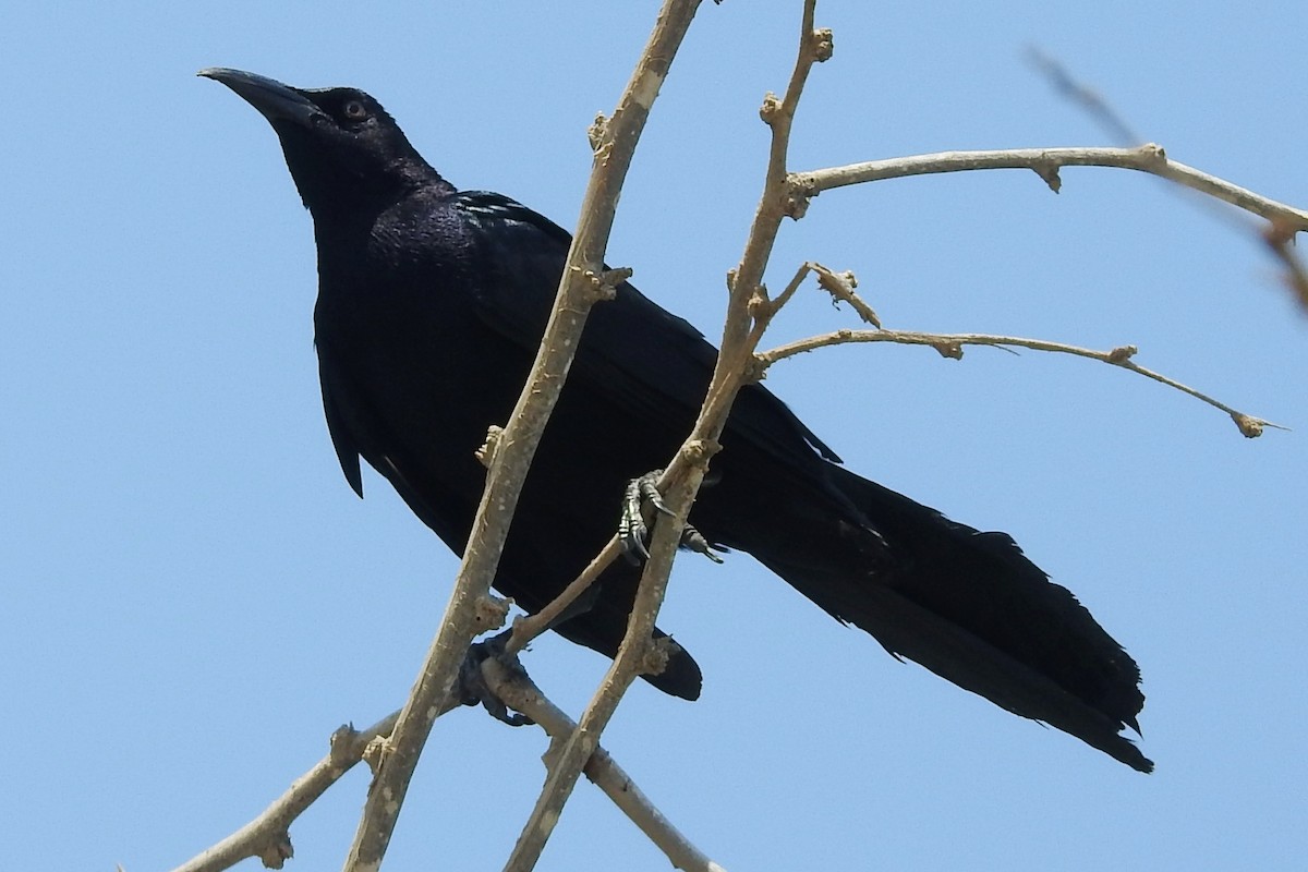 Great-tailed Grackle - ML238318681