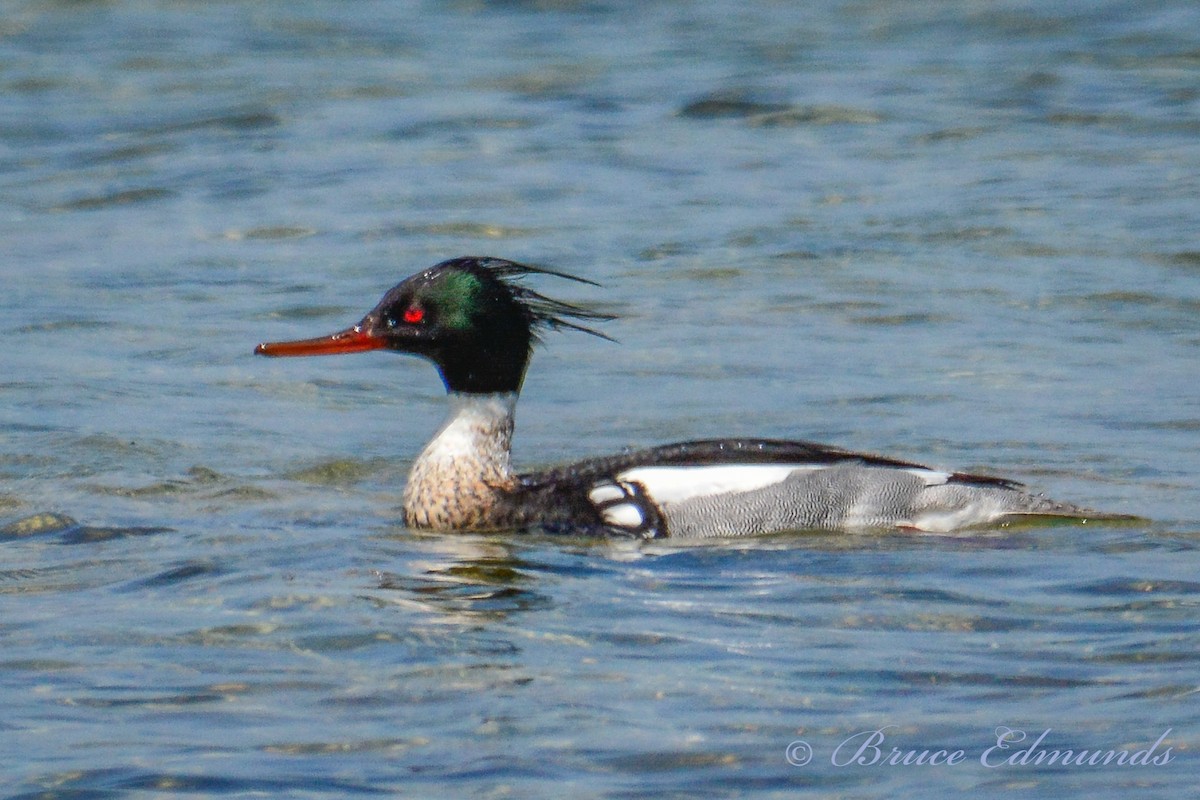 Red-breasted Merganser - ML238318961