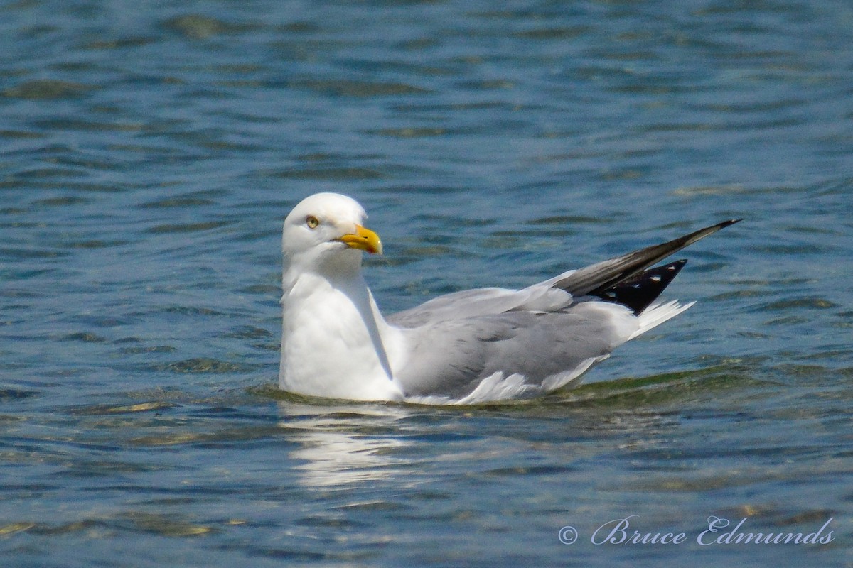 Herring Gull - ML238319111