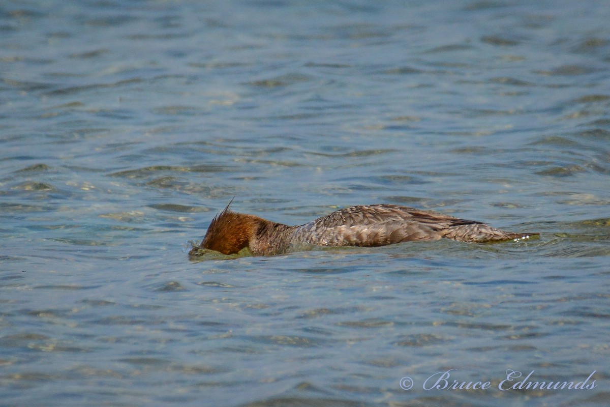 Red-breasted Merganser - ML238319231