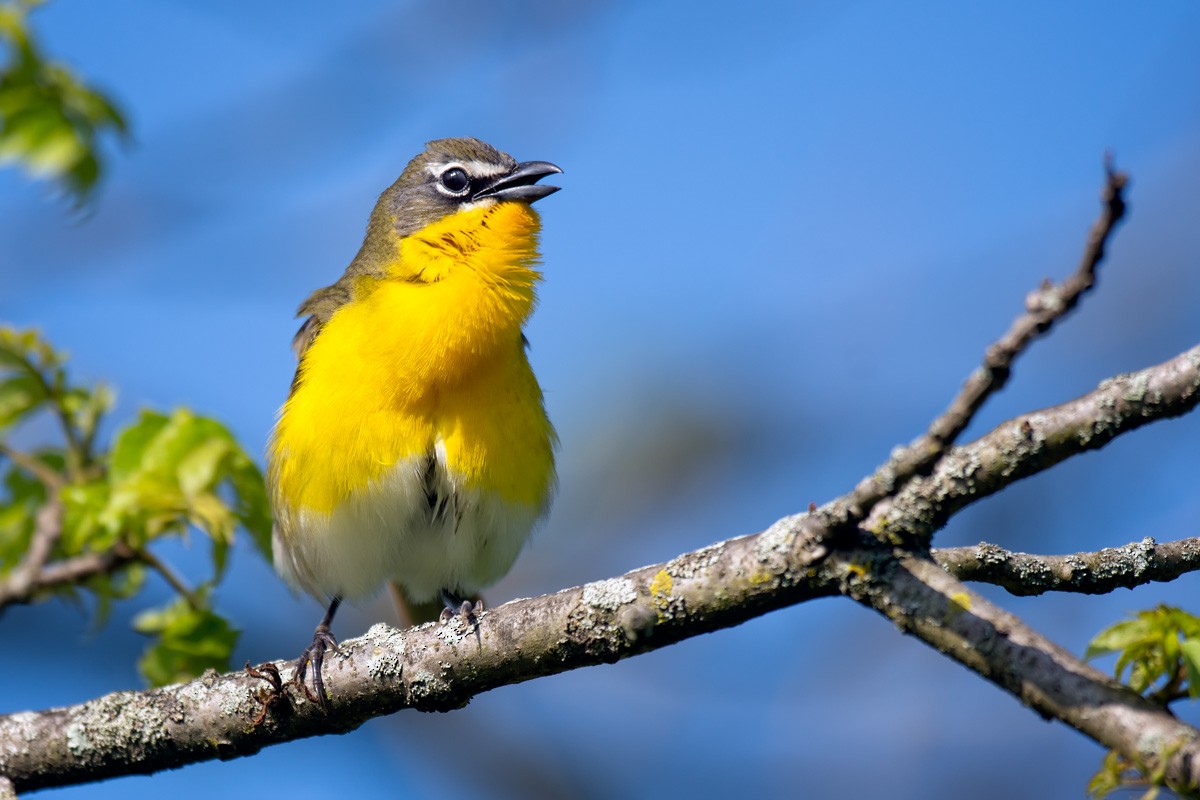 Yellow-breasted Chat - mark kraus