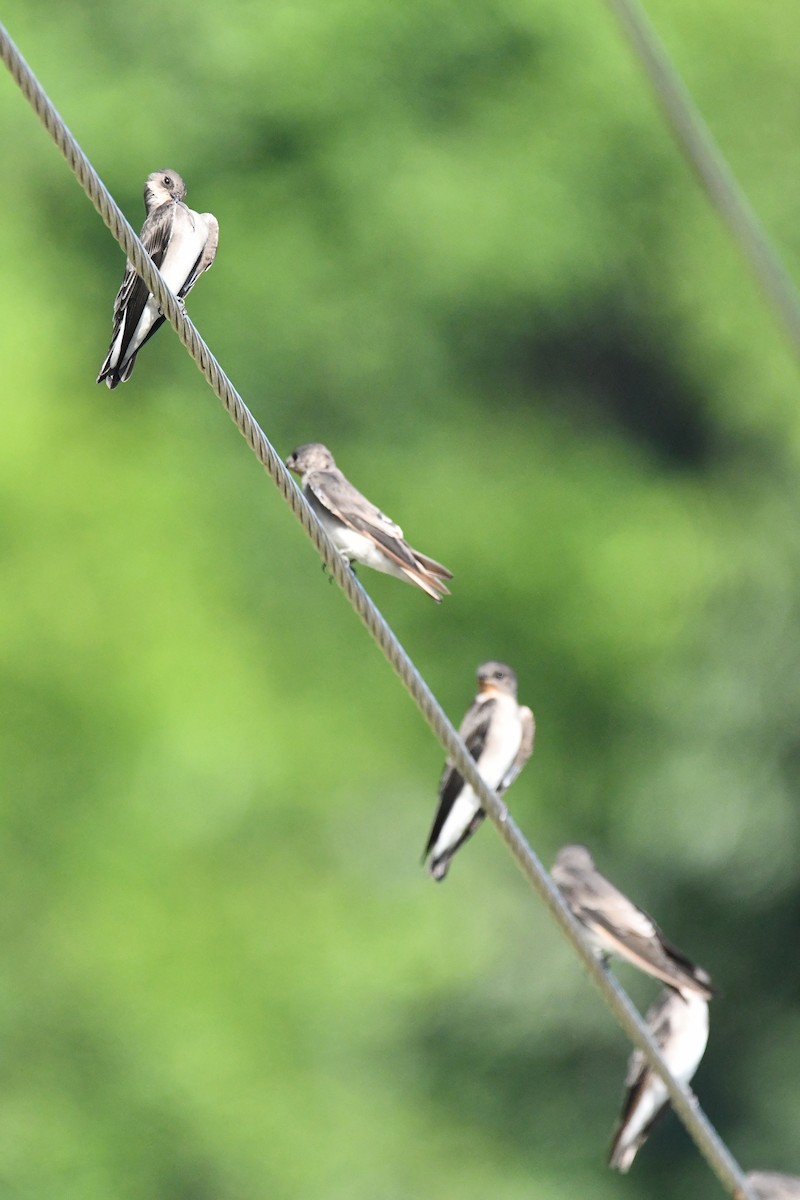 Hirondelle à ailes hérissées - ML238321141