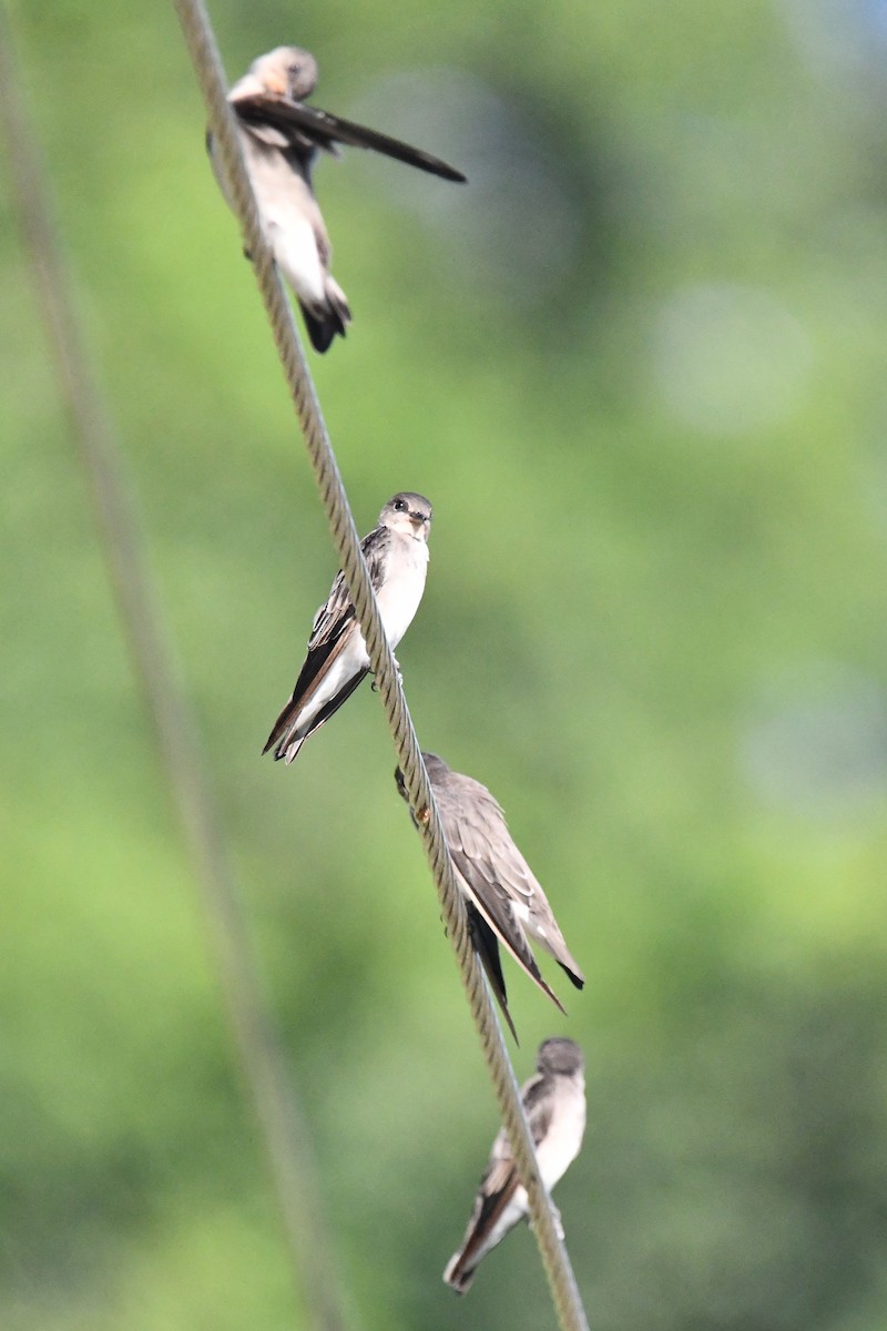 Hirondelle à ailes hérissées - ML238321191