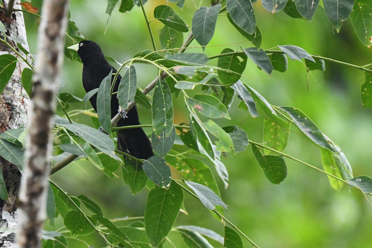 Cacique Piquiclaro (holosericeus/flavirostris) - ML238321751