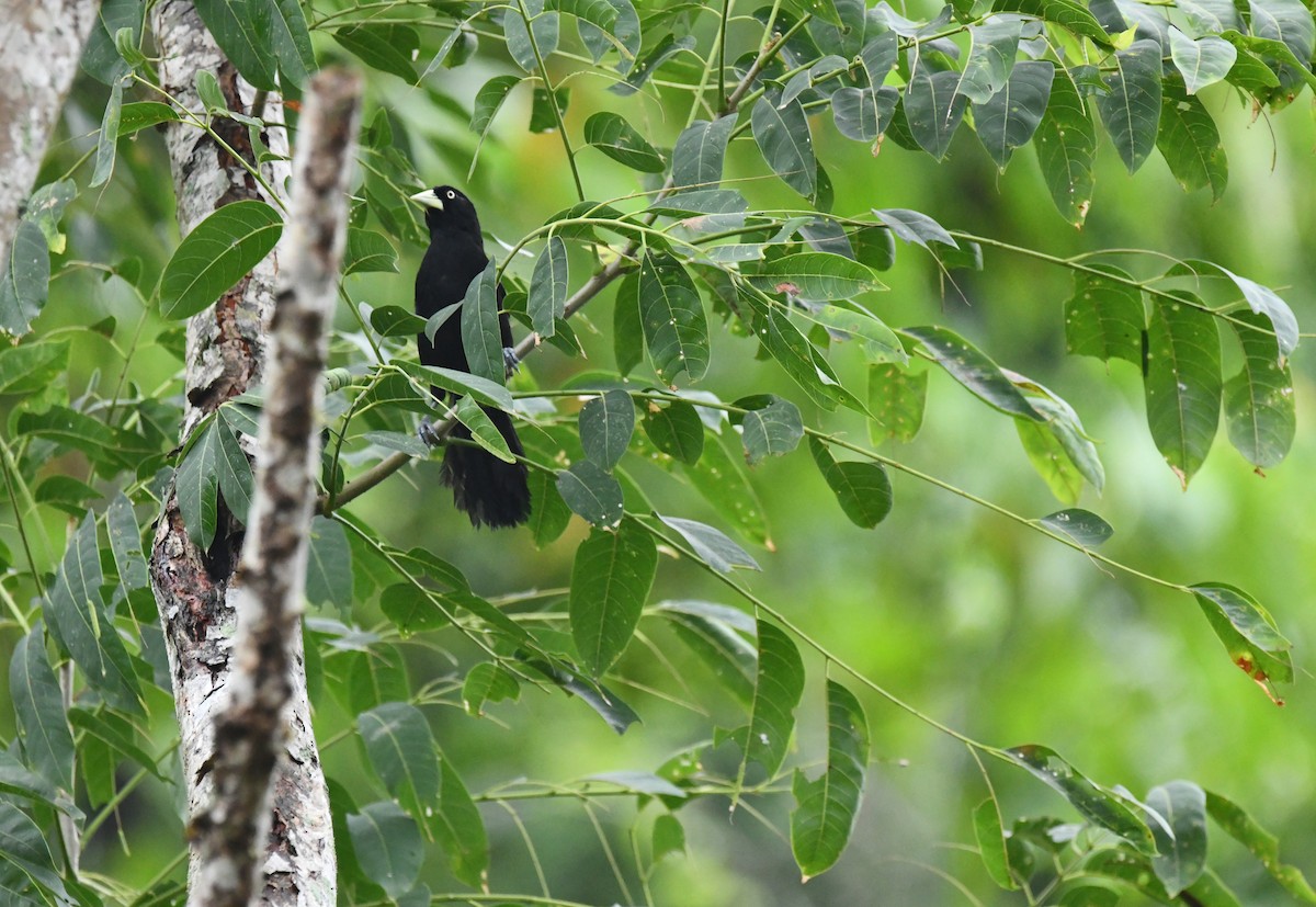 Cacique Piquiclaro (holosericeus/flavirostris) - ML238321791