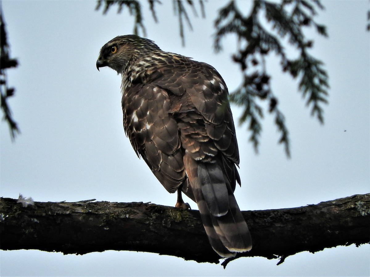 Cooper's Hawk - ML238325151