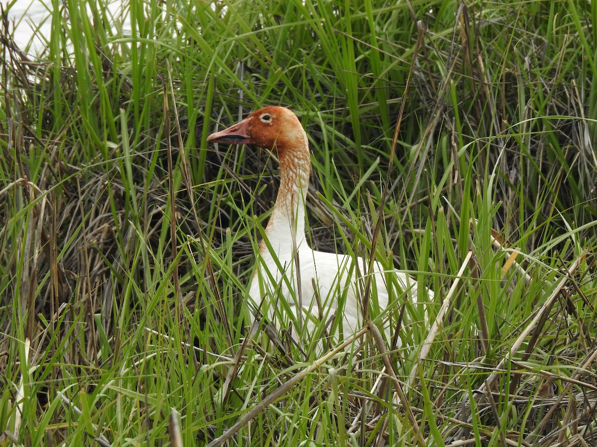 Snow Goose - ML238325891