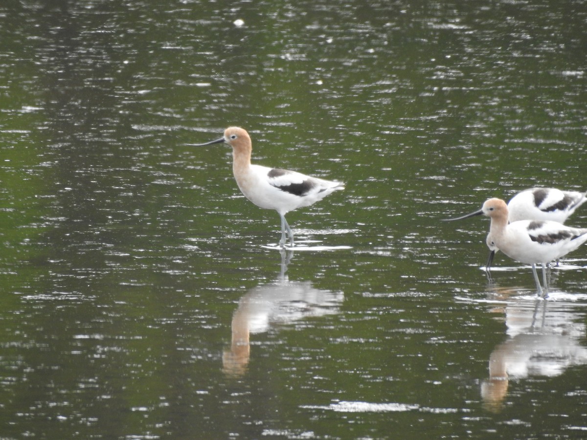 American Avocet - ML238325991