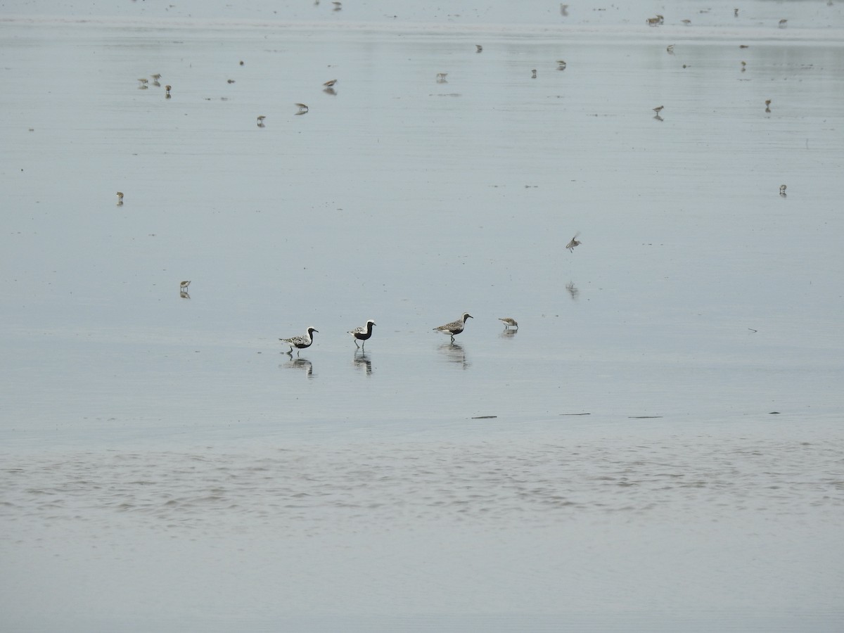 灰斑鴴 - ML238326061