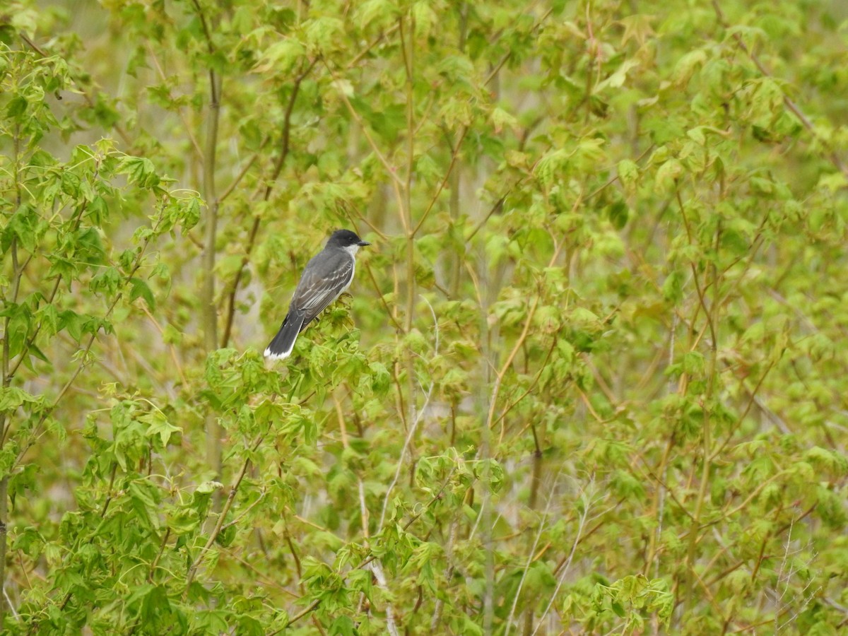 Eastern Kingbird - ML238326181