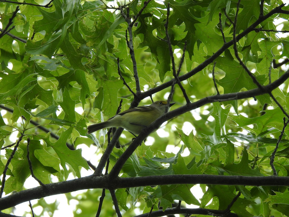 White-eyed Vireo - ML238326811