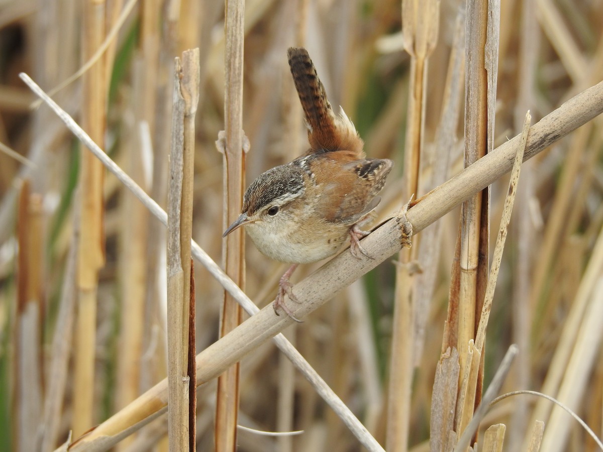 Marsh Wren - ML238326861