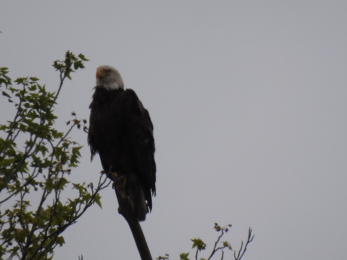 Bald Eagle - ML238327121