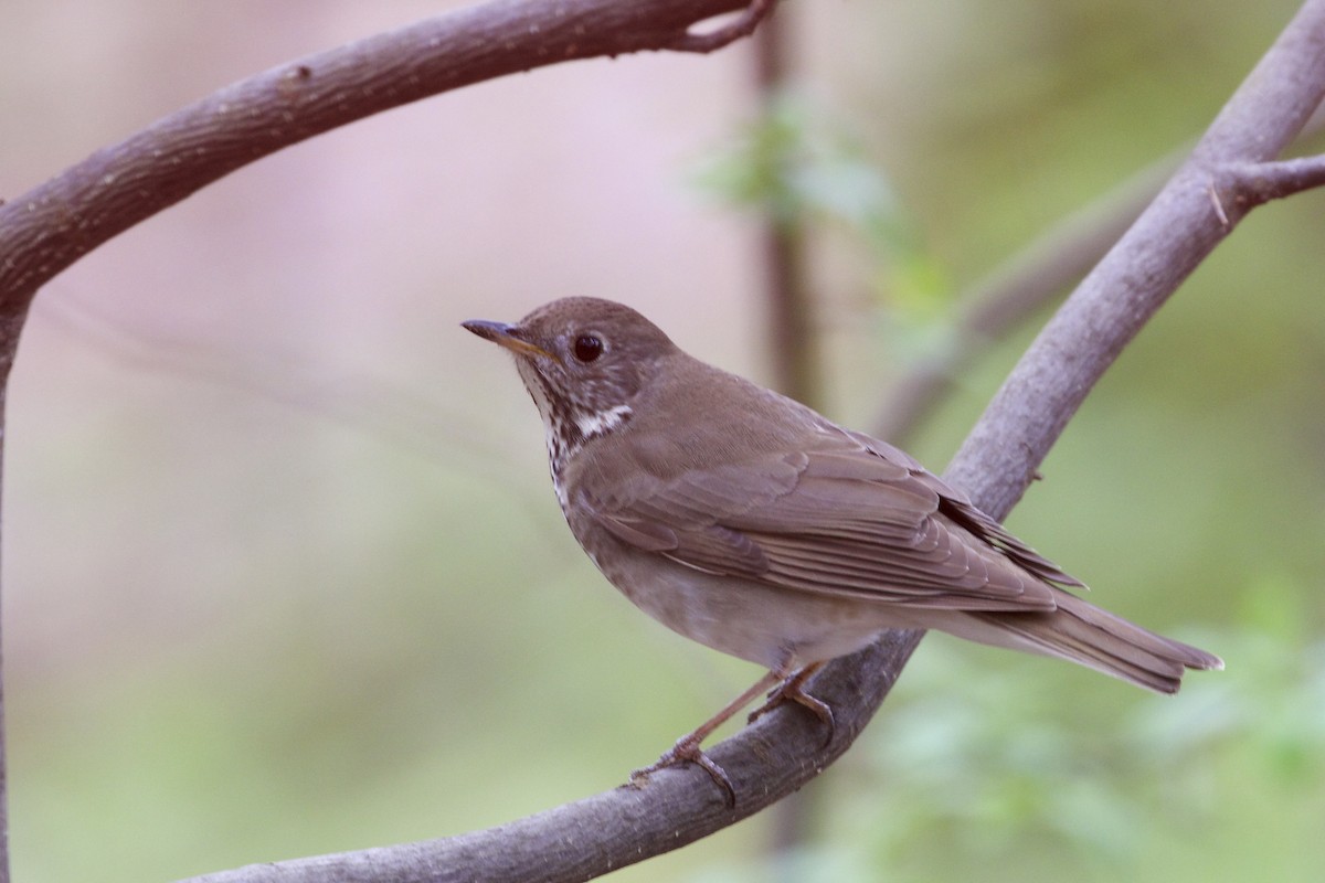 Veery - ML238327541