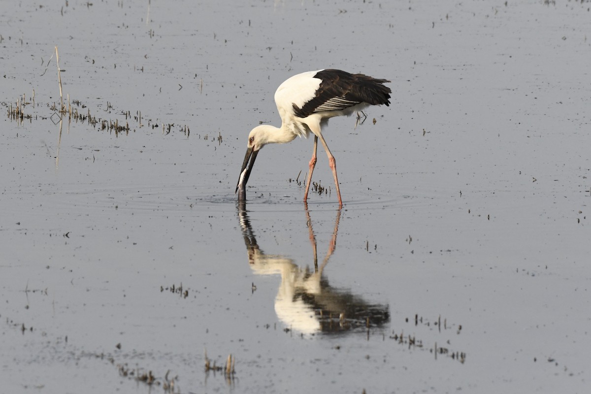 Oriental Stork - ML238328601