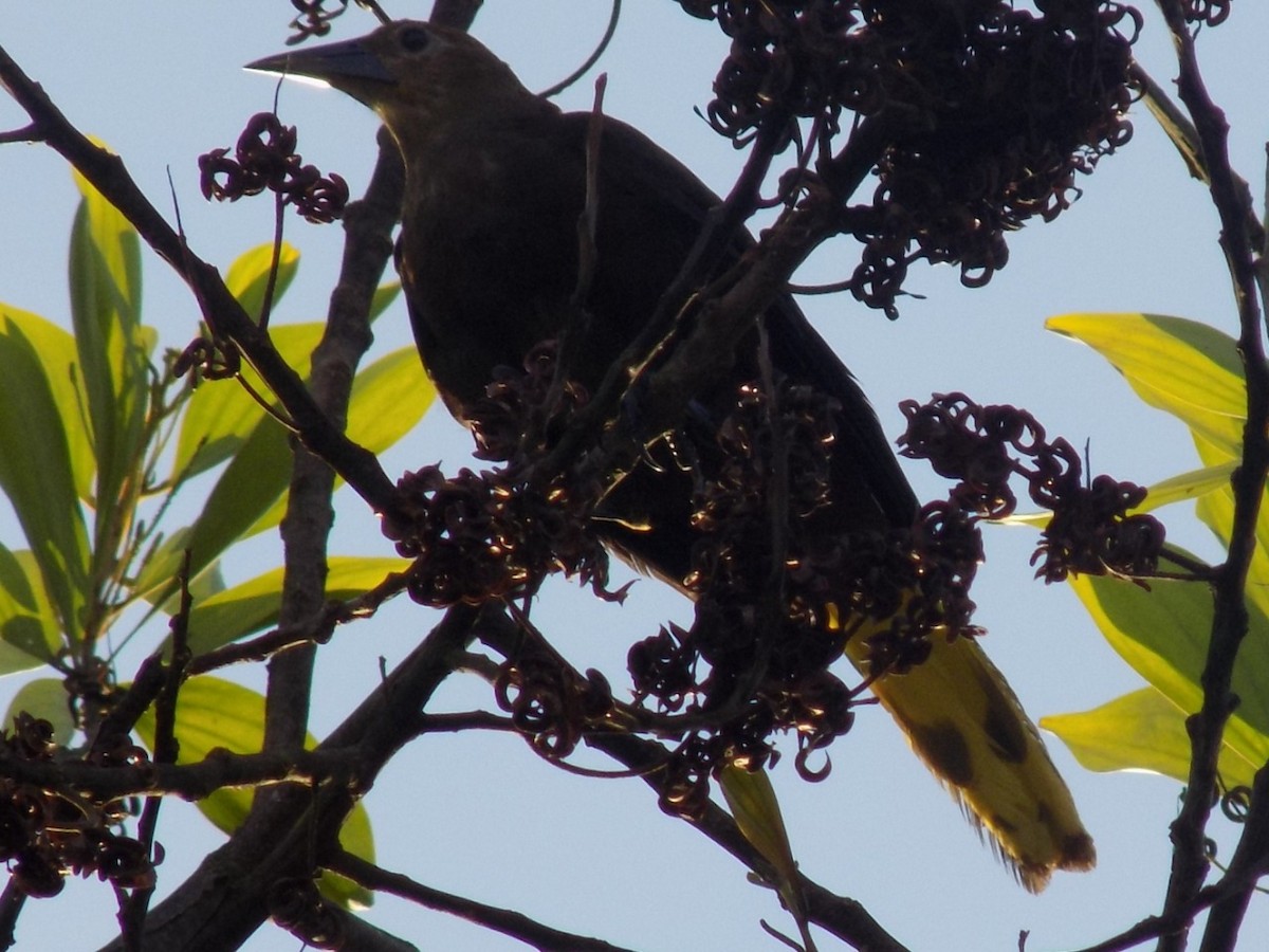 Russet-backed Oropendola - ML238329121