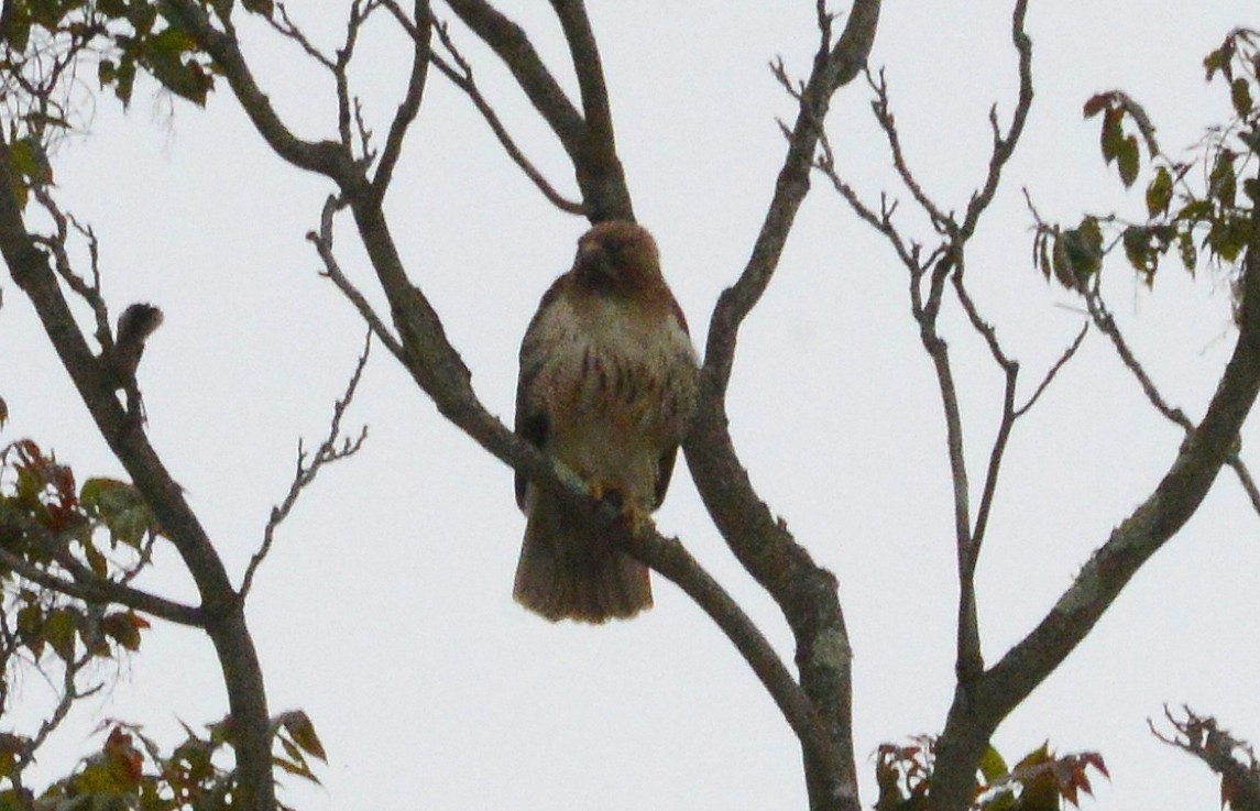 Red-tailed Hawk - ML238329651