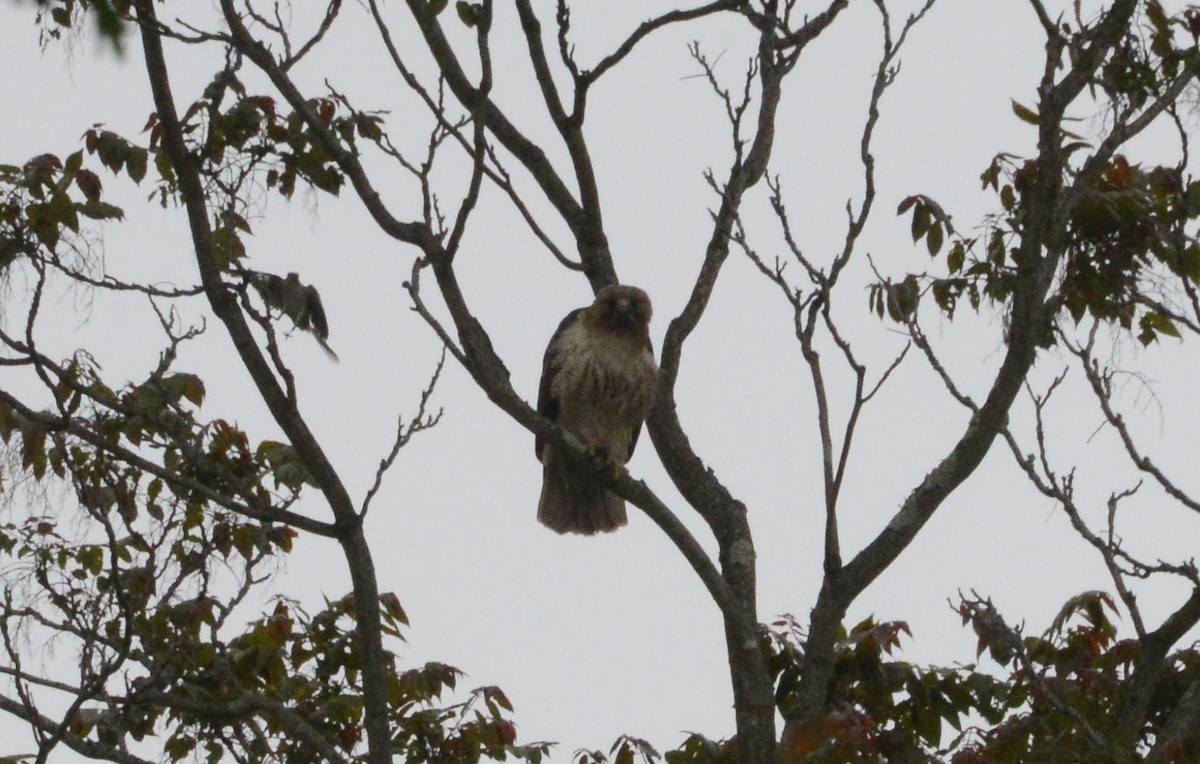 Red-tailed Hawk - ML238329661