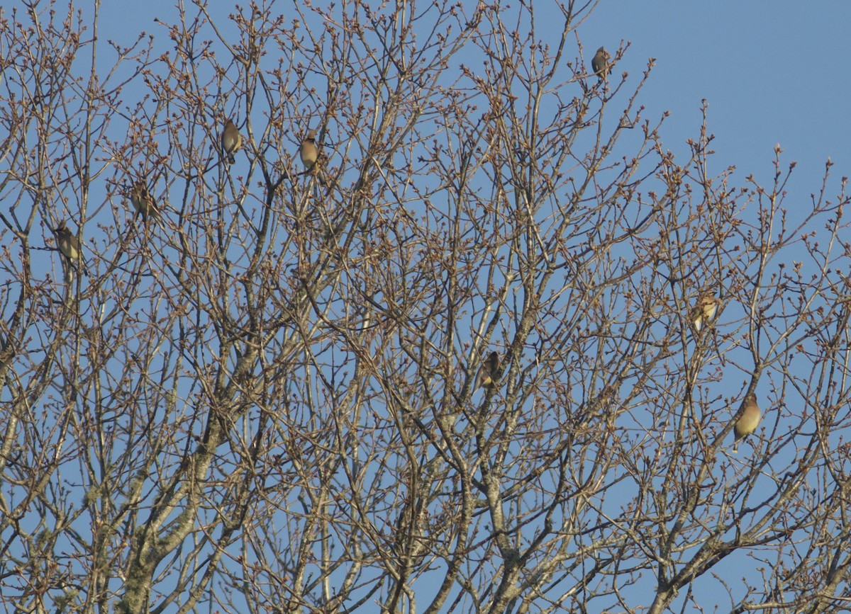 Cedar Waxwing - ML238329821