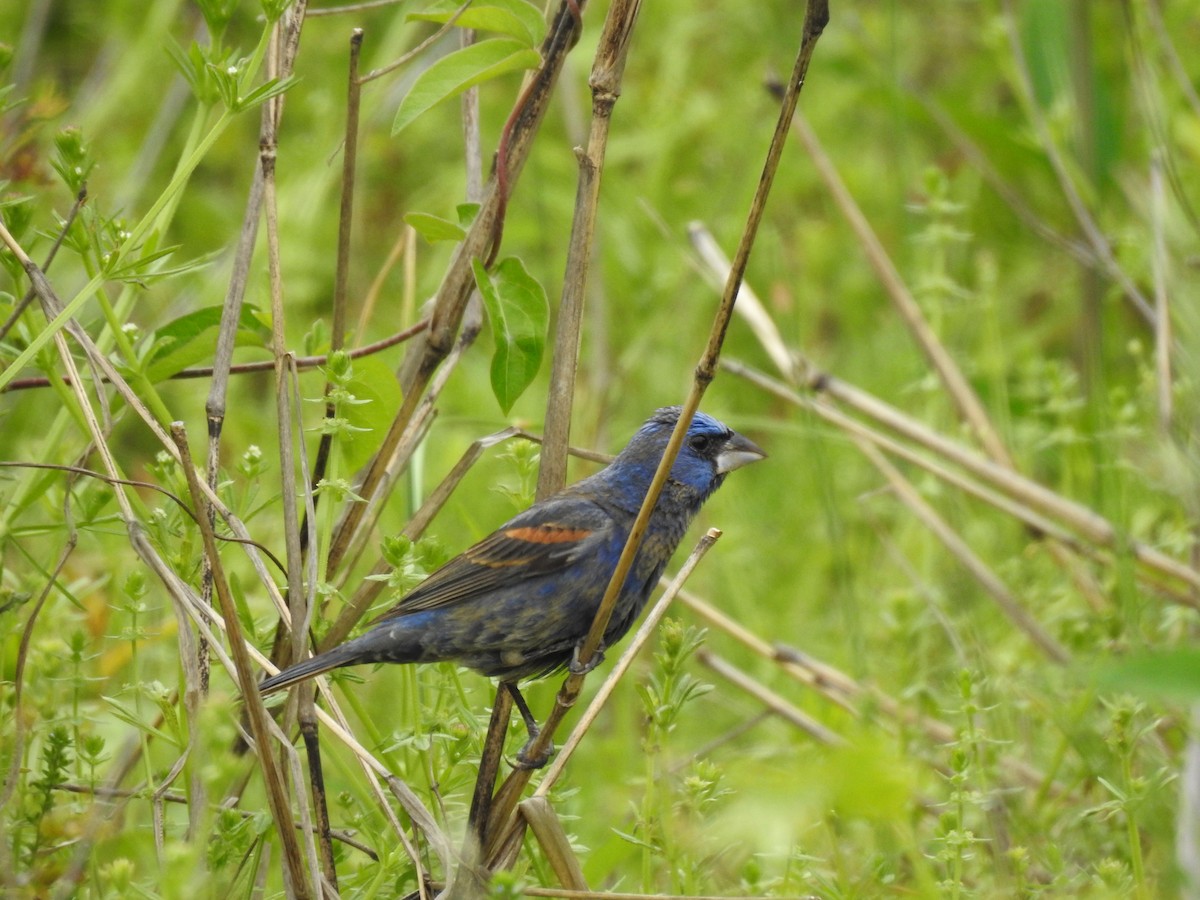 Blue Grosbeak - ML238330341